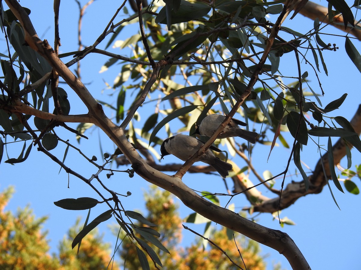 Black-headed Honeyeater - Jason Bassett