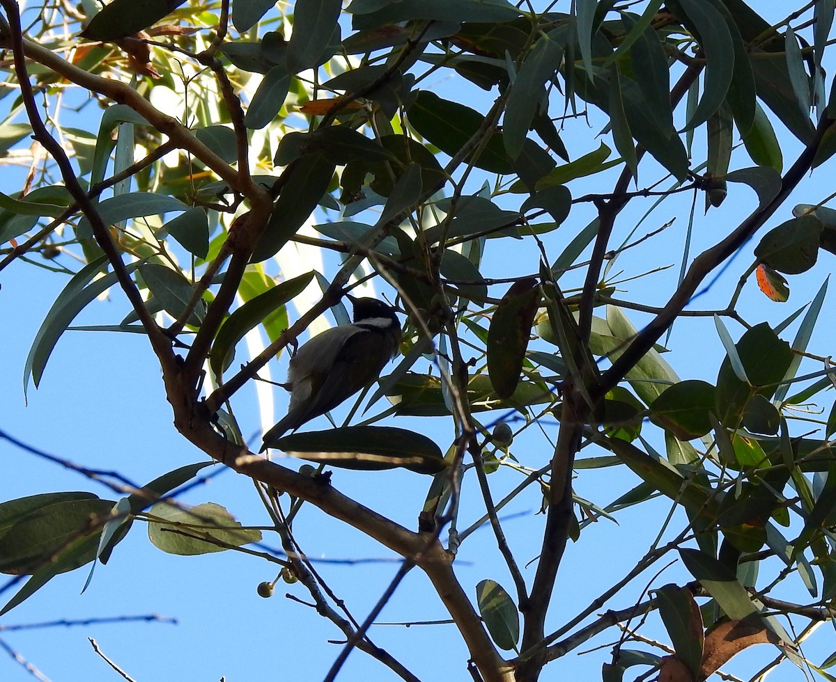 Black-headed Honeyeater - Jason Bassett