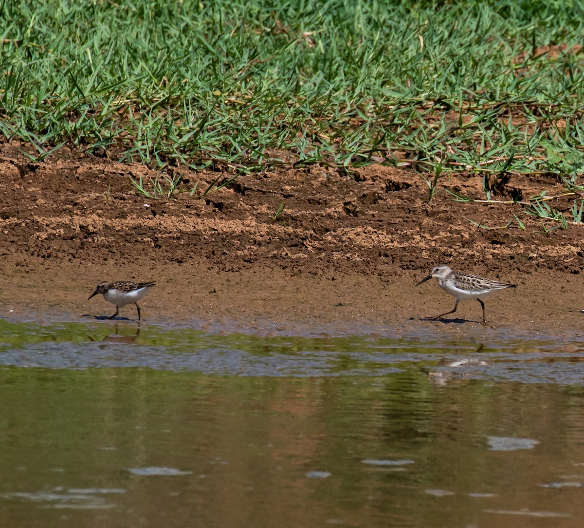 Western Sandpiper - ML255398811