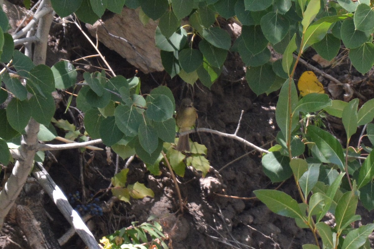 Western Flycatcher (Cordilleran) - ML255399671