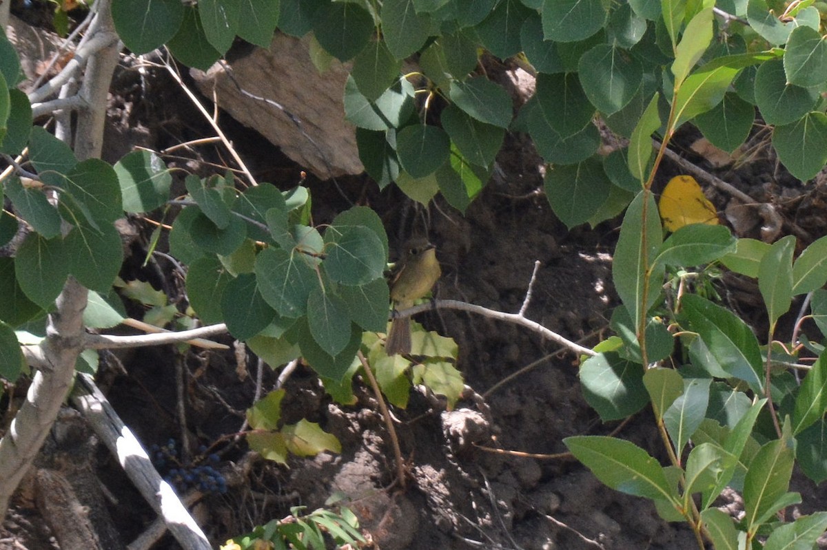 Western Flycatcher (Cordilleran) - ML255399701