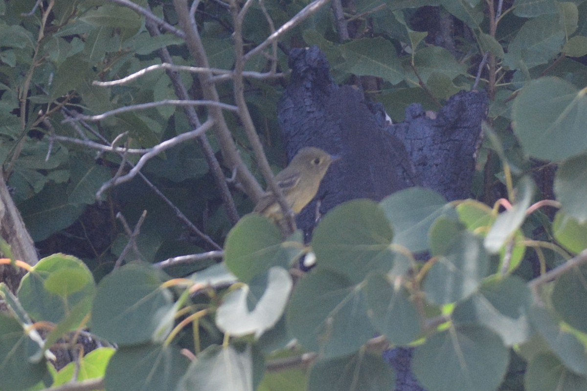 Western Flycatcher (Cordilleran) - ML255399751