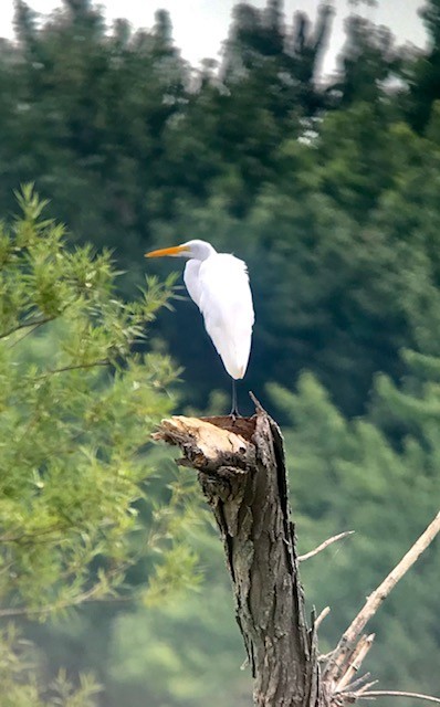 Great Egret - ML255400811