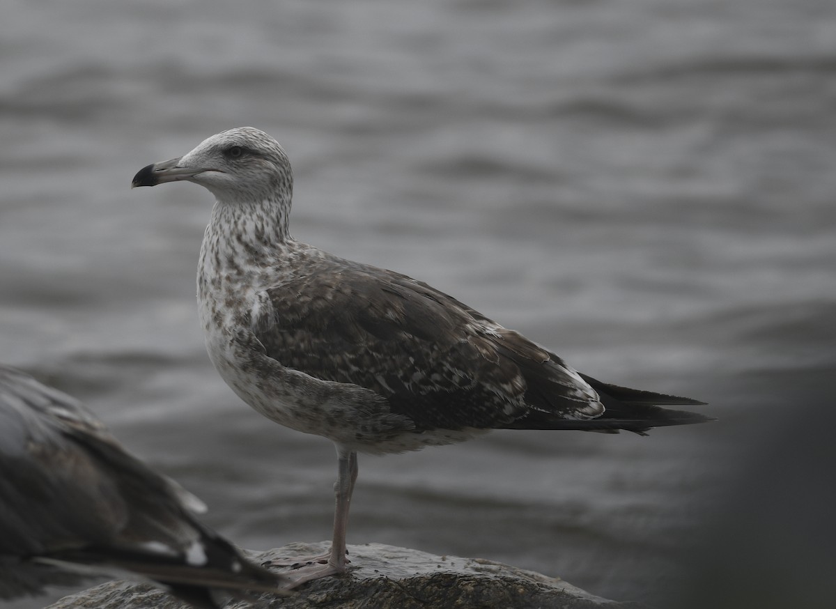 Lesser Black-backed Gull - Clive Harris