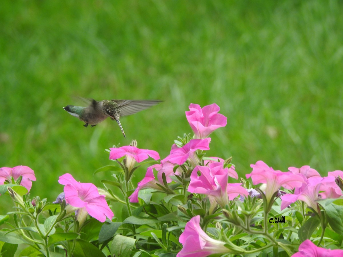 Colibrí Gorjirrubí - ML255402561