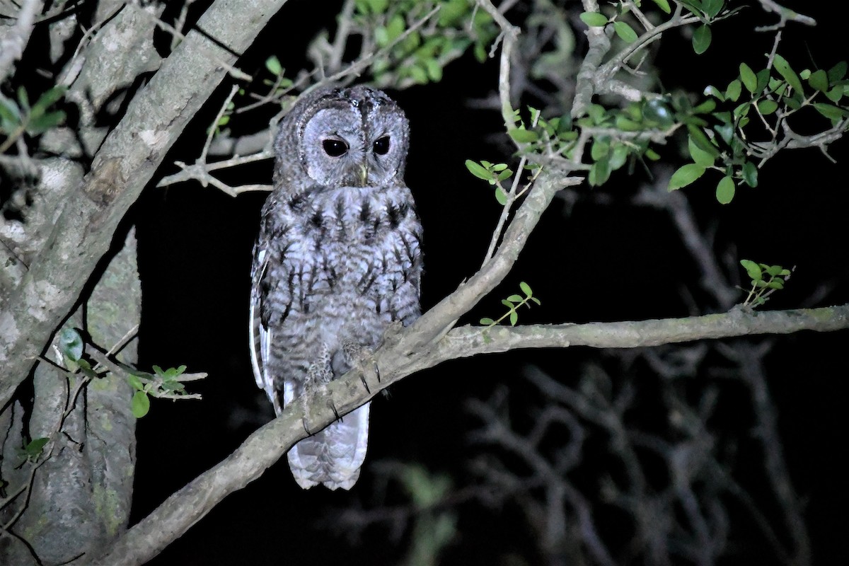 Tawny Owl - Haldun Savaş
