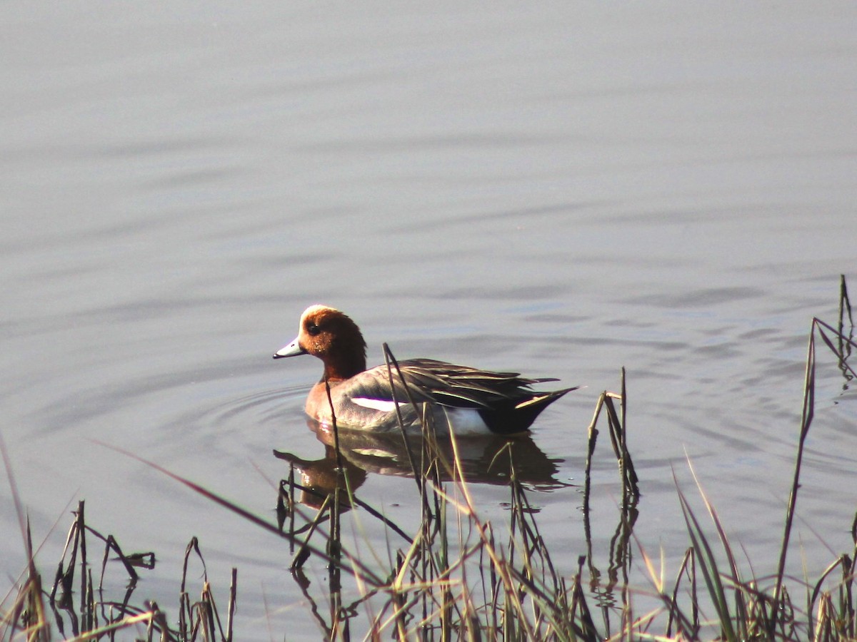 Eurasian Wigeon - Jill Sundlof