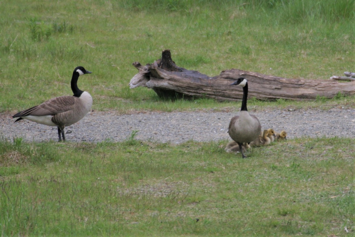 Canada Goose - ML255405011