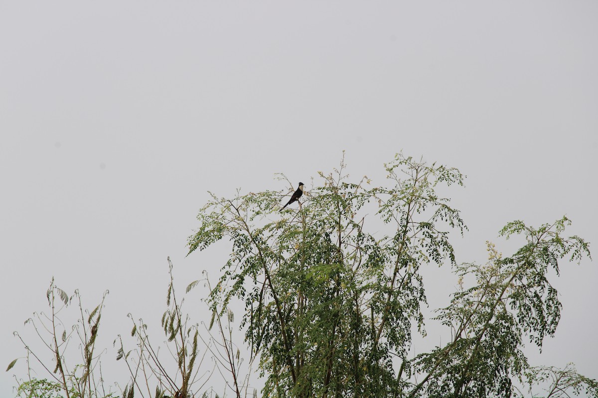 Pied Cuckoo - ML255405751