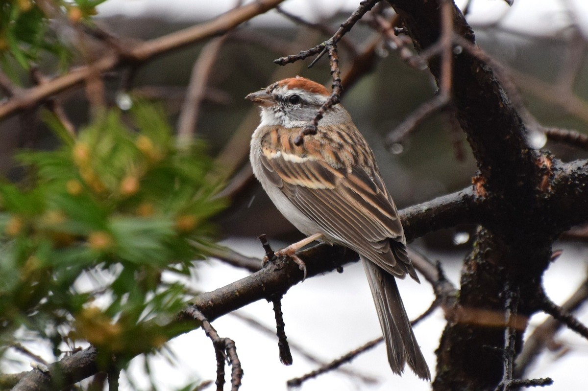 Chipping Sparrow - irina shulgina