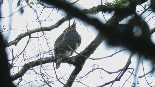 Ornate Hawk-Eagle - ML255409161