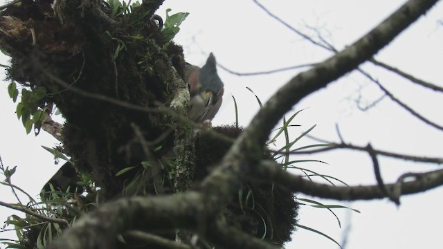 Ornate Hawk-Eagle - ML255409411