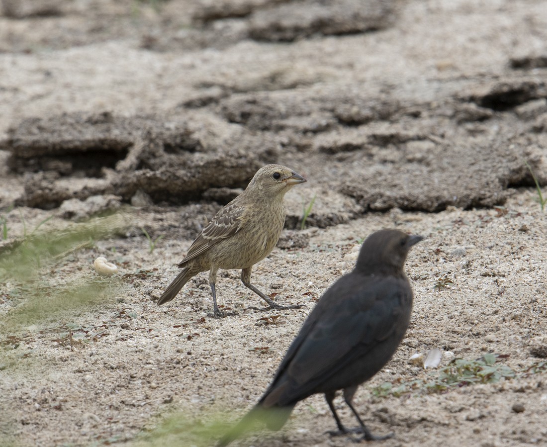 Brown-headed Cowbird - ML255409941