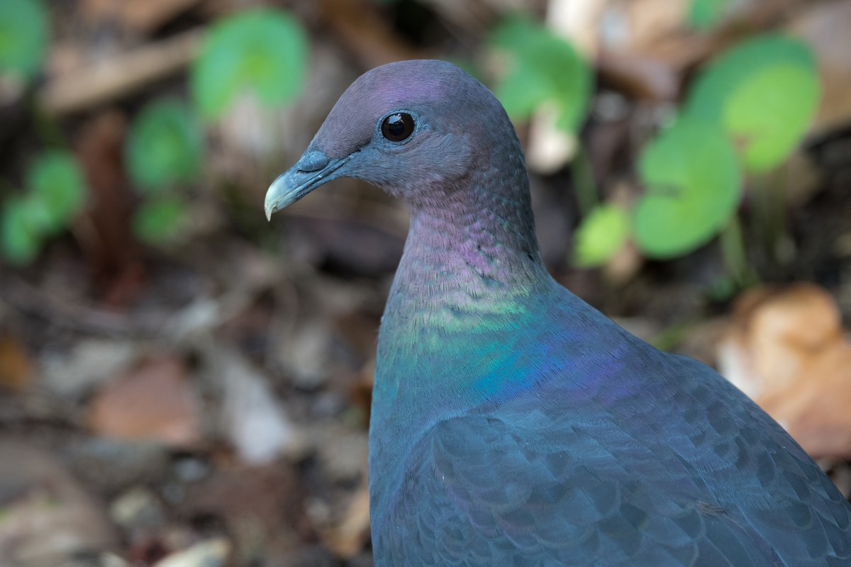 Black Wood-Pigeon - ML255411141