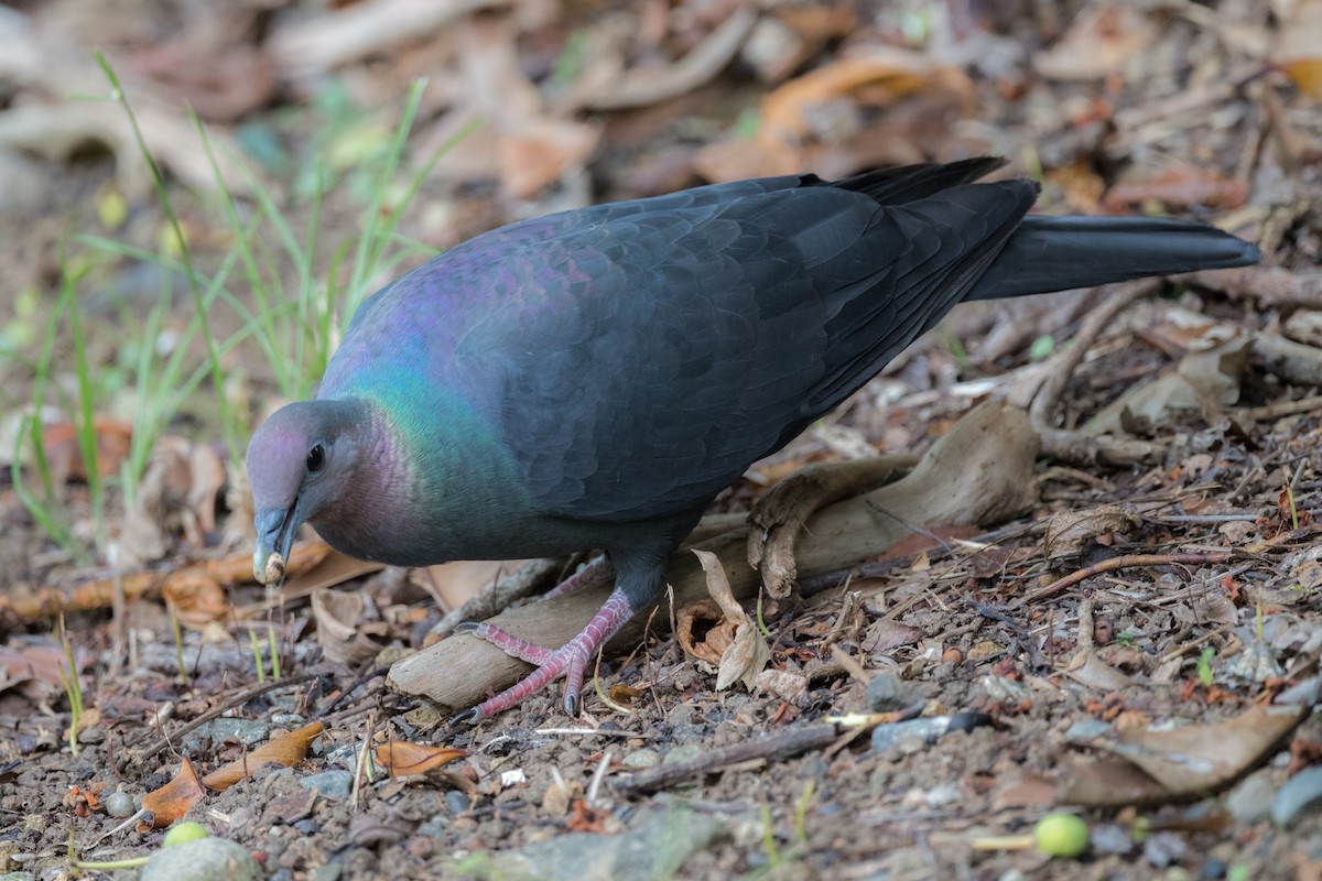 Black Wood-Pigeon - ML255411181