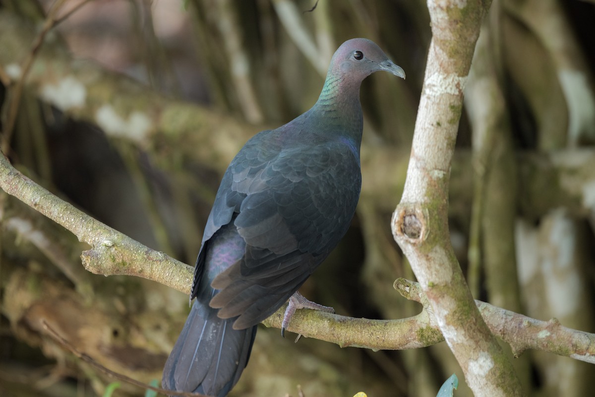 Black Wood-Pigeon - ML255411811