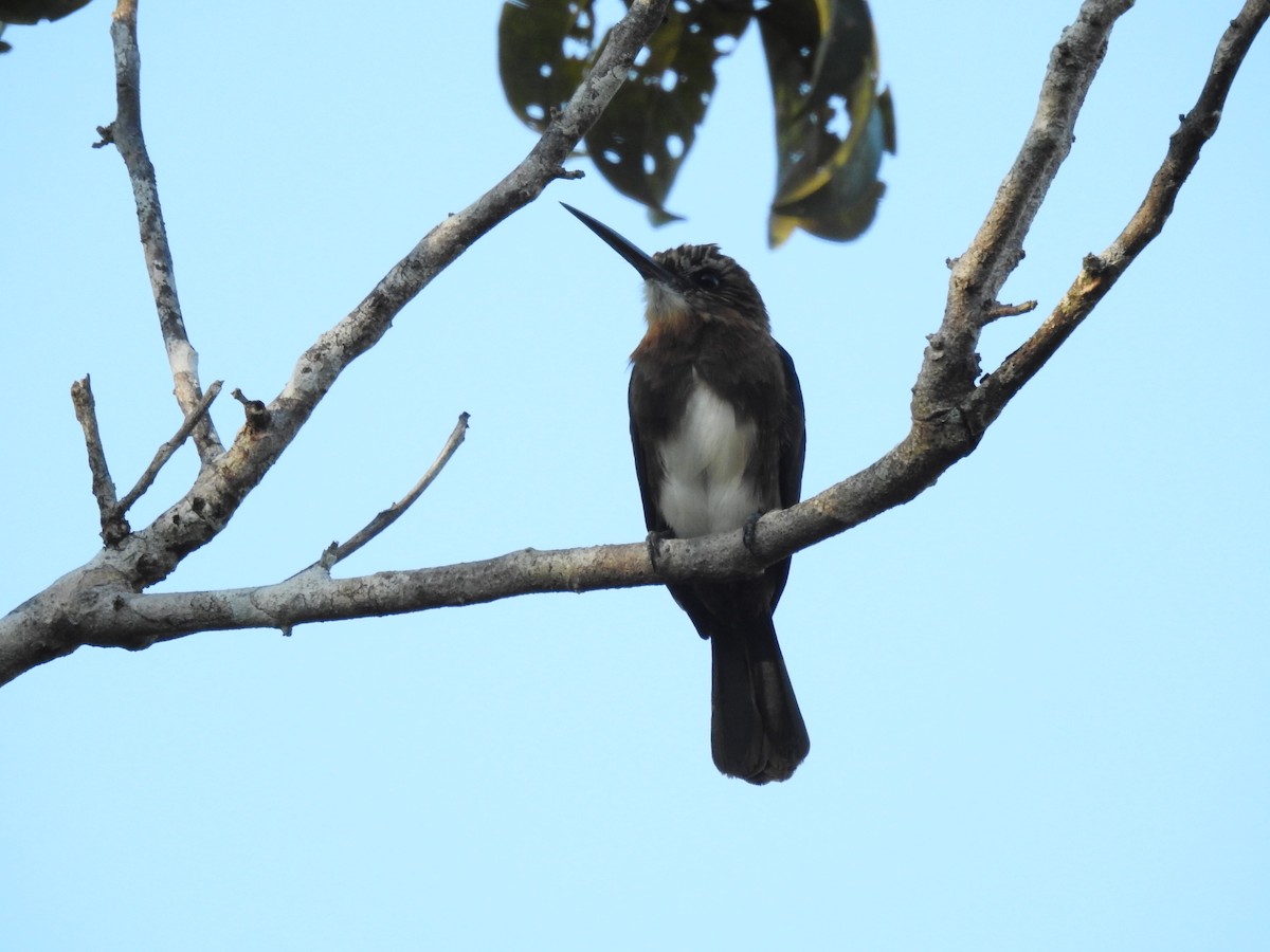 Brown Jacamar - ML255414371