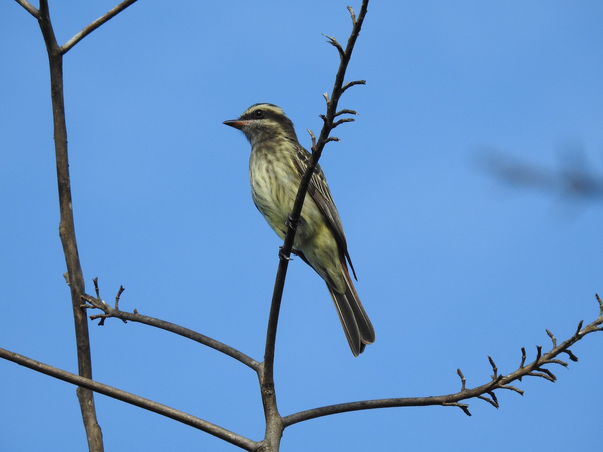 Variegated Flycatcher - ML255414671