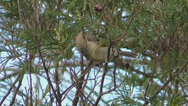 Fuscous Honeyeater - ML255416011