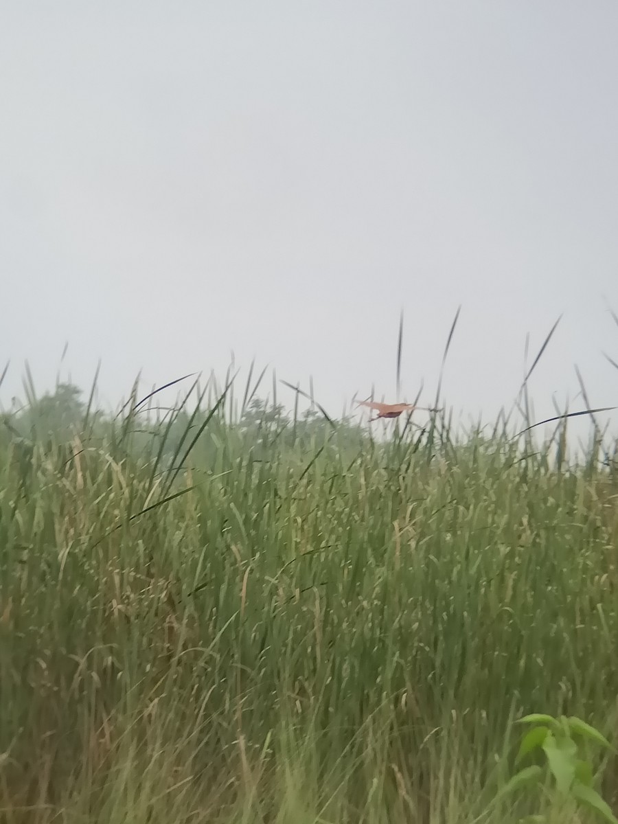 Cinnamon Bittern - Ramgopal Saini