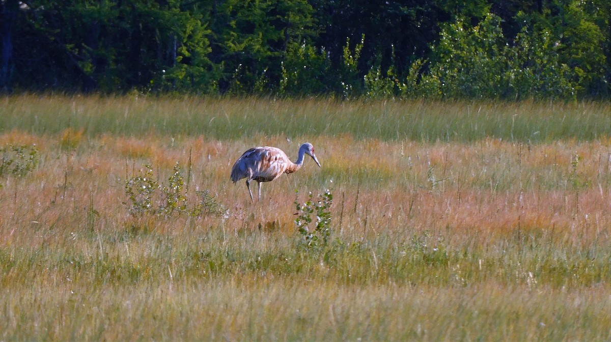 Sandhill Crane - ML255416561