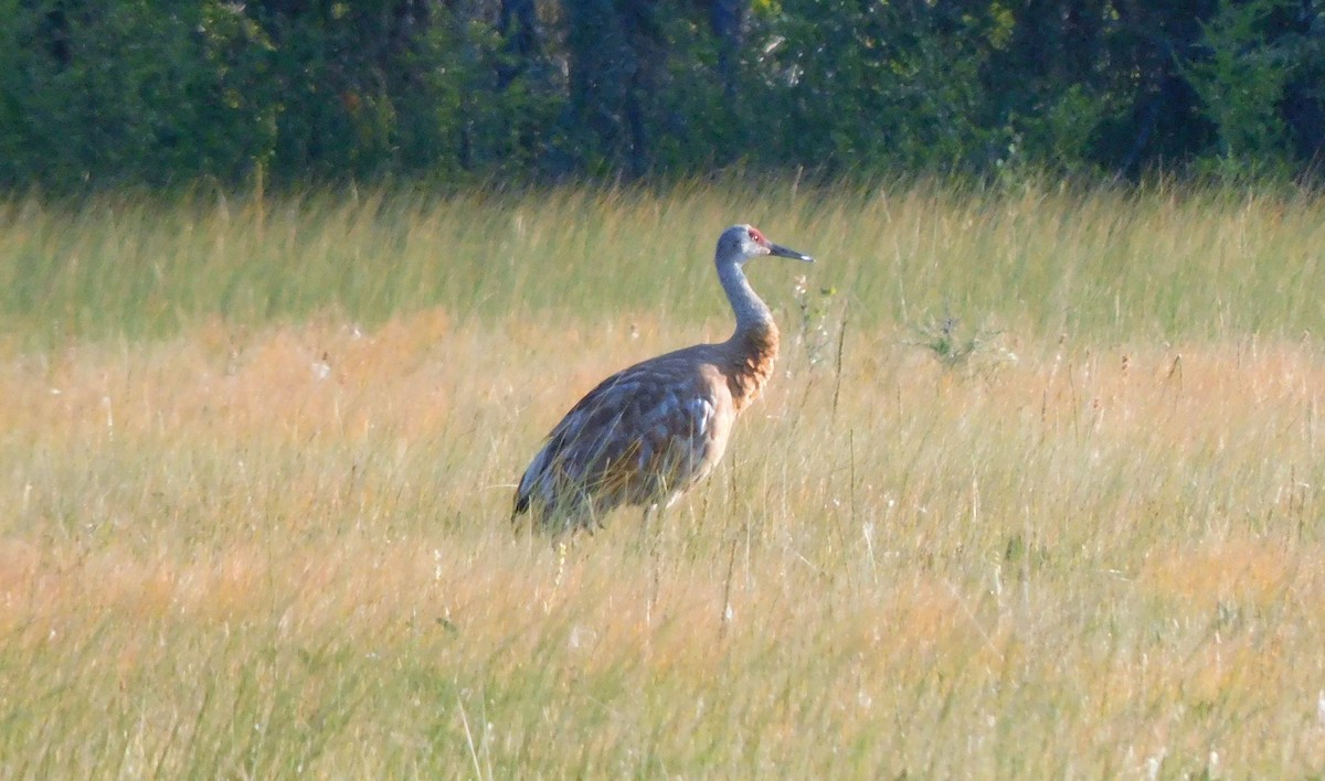 Sandhill Crane - ML255416601