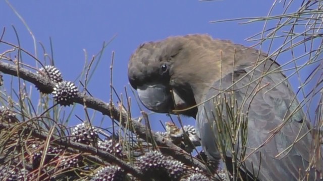 kakadu hnědohlavý - ML255417231