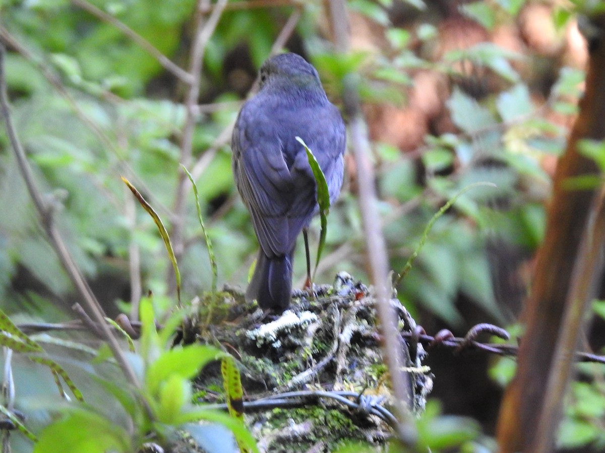 South Island Robin - Nick Dunckley