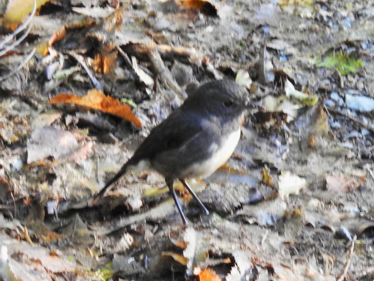 South Island Robin - Nick Dunckley