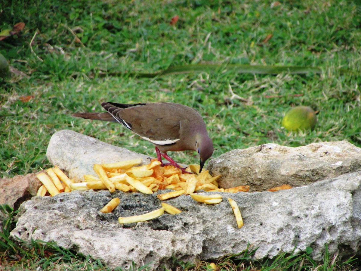 White-winged Dove - George Watola