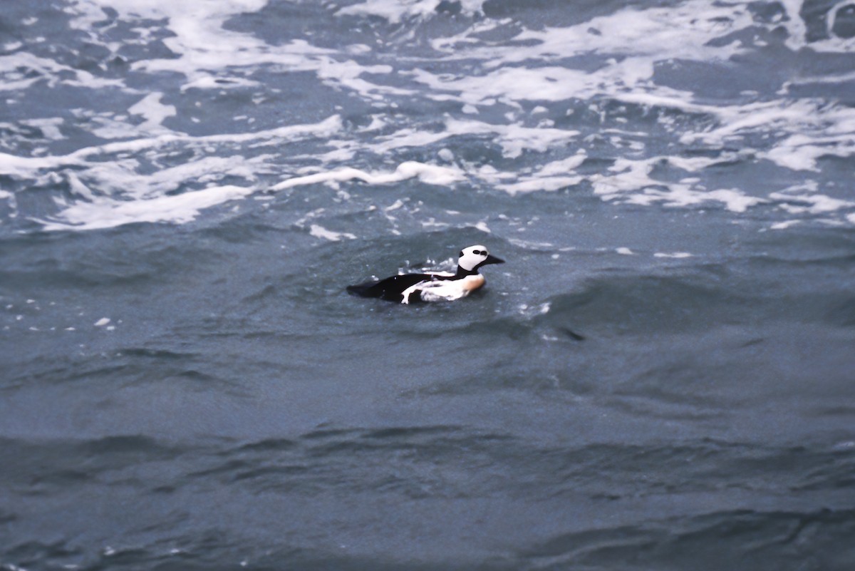 Steller's Eider - ML255418411