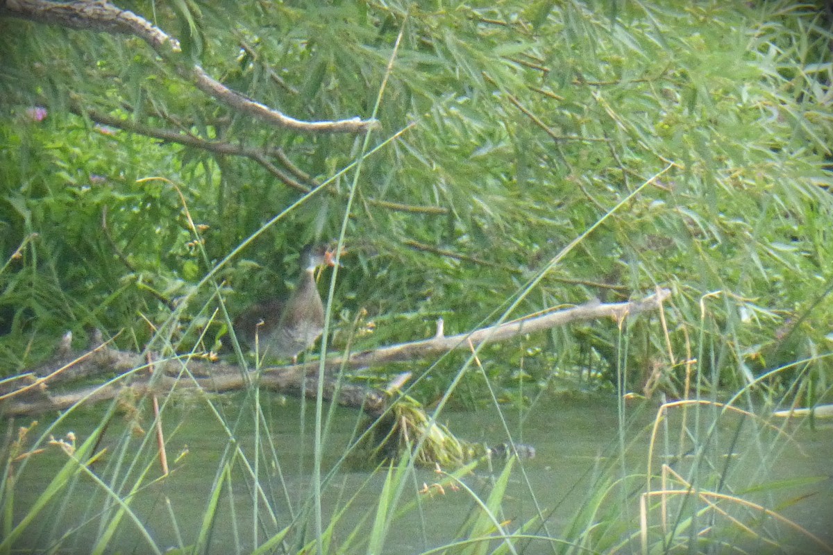 Wood Duck - ML255419151