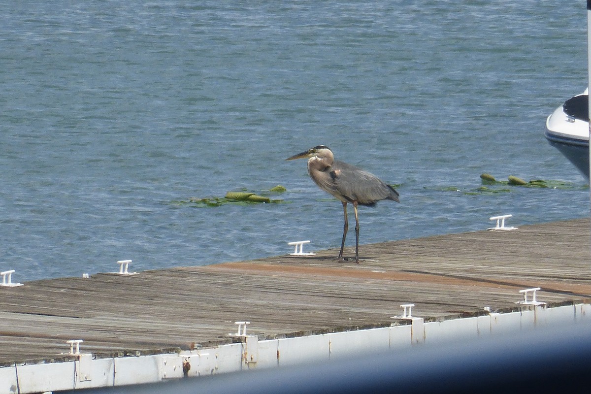 Great Blue Heron - ML255420361