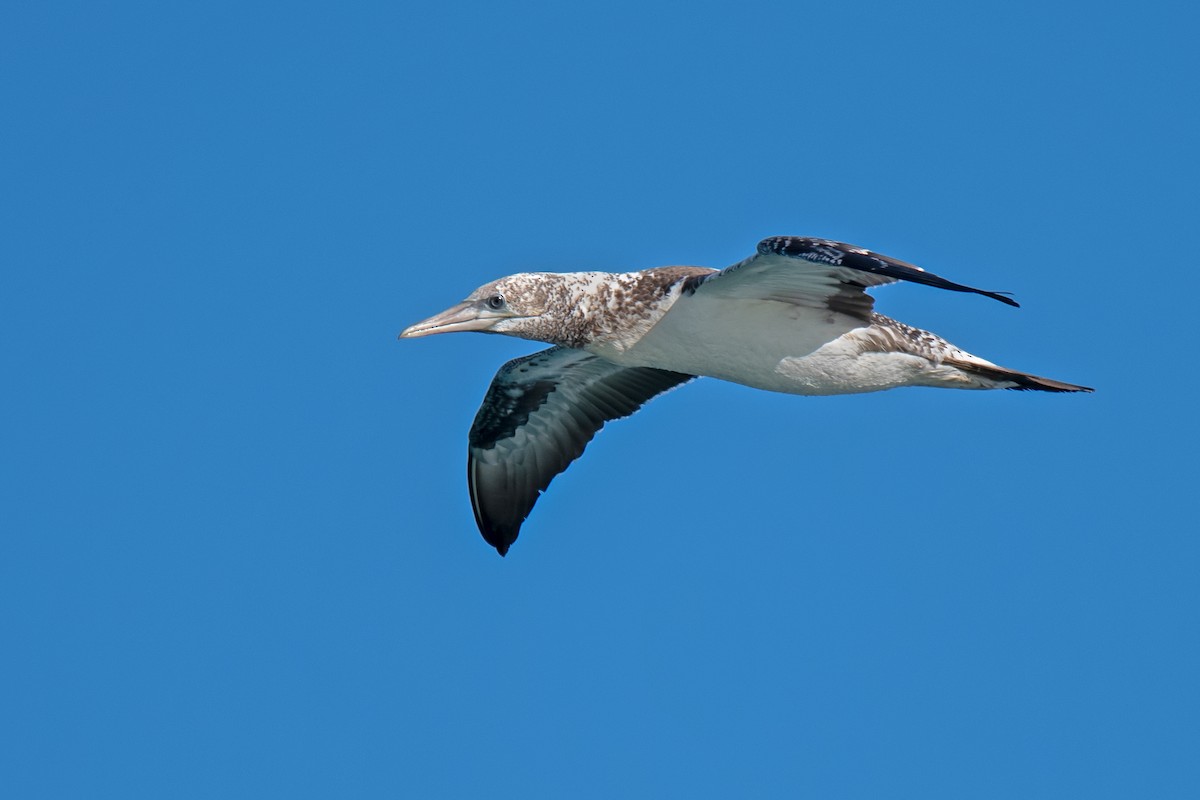 Australasian Gannet - Hayley Alexander