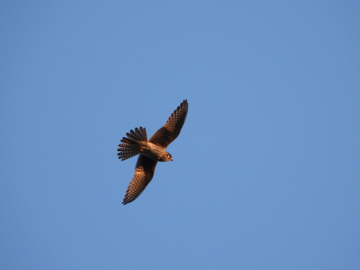American Kestrel - ML255424921
