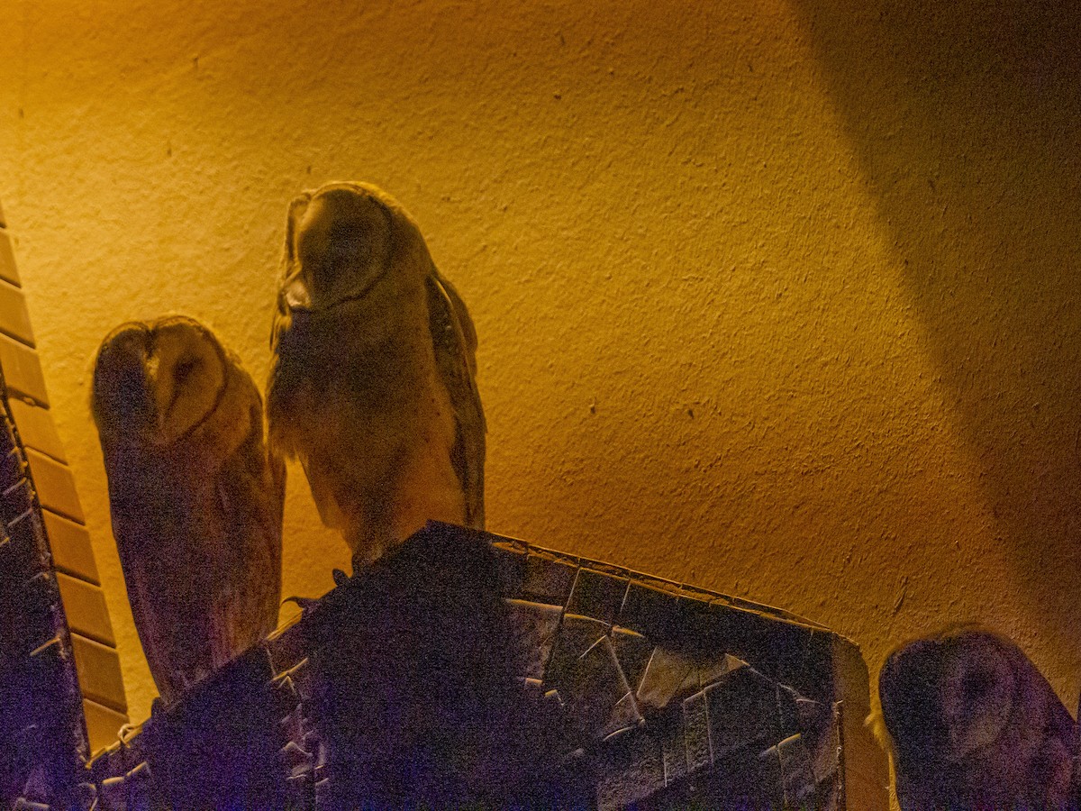 American Barn Owl - ML255425271