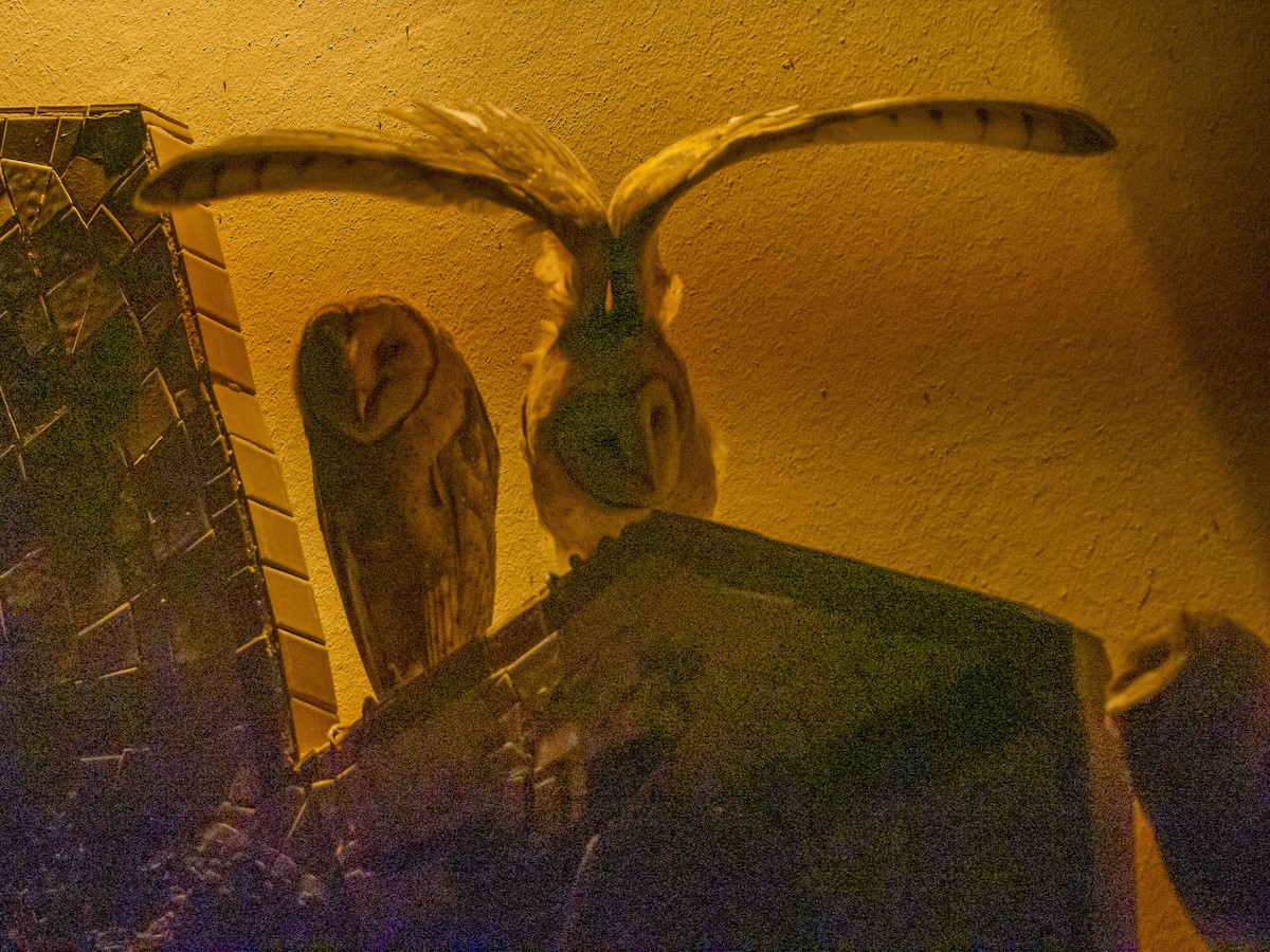 American Barn Owl - ML255425281