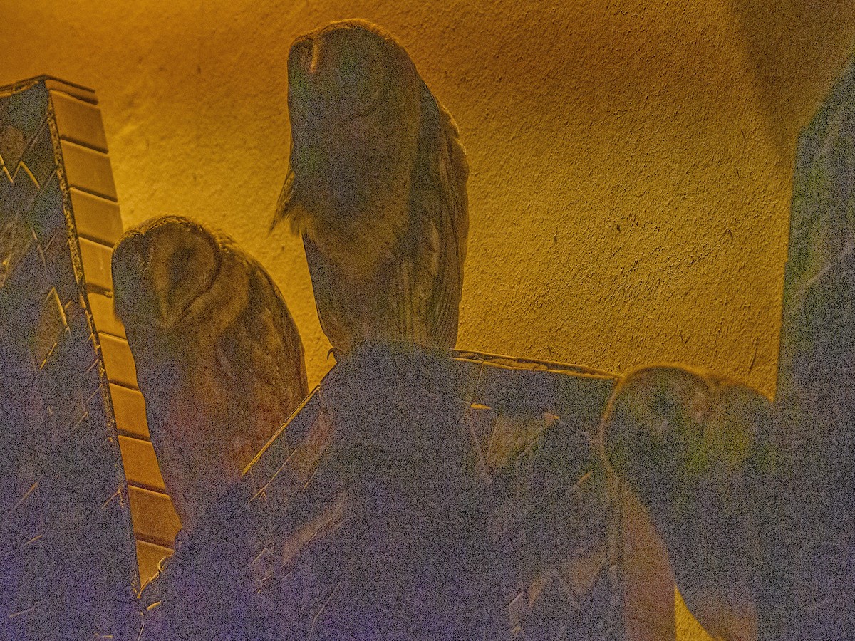 American Barn Owl - ML255425361