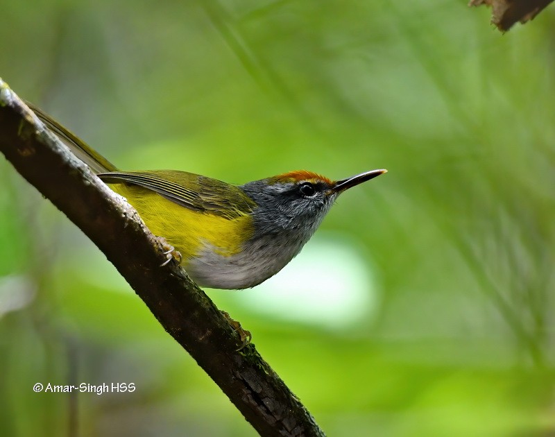 Mountain Tailorbird - Amar-Singh HSS