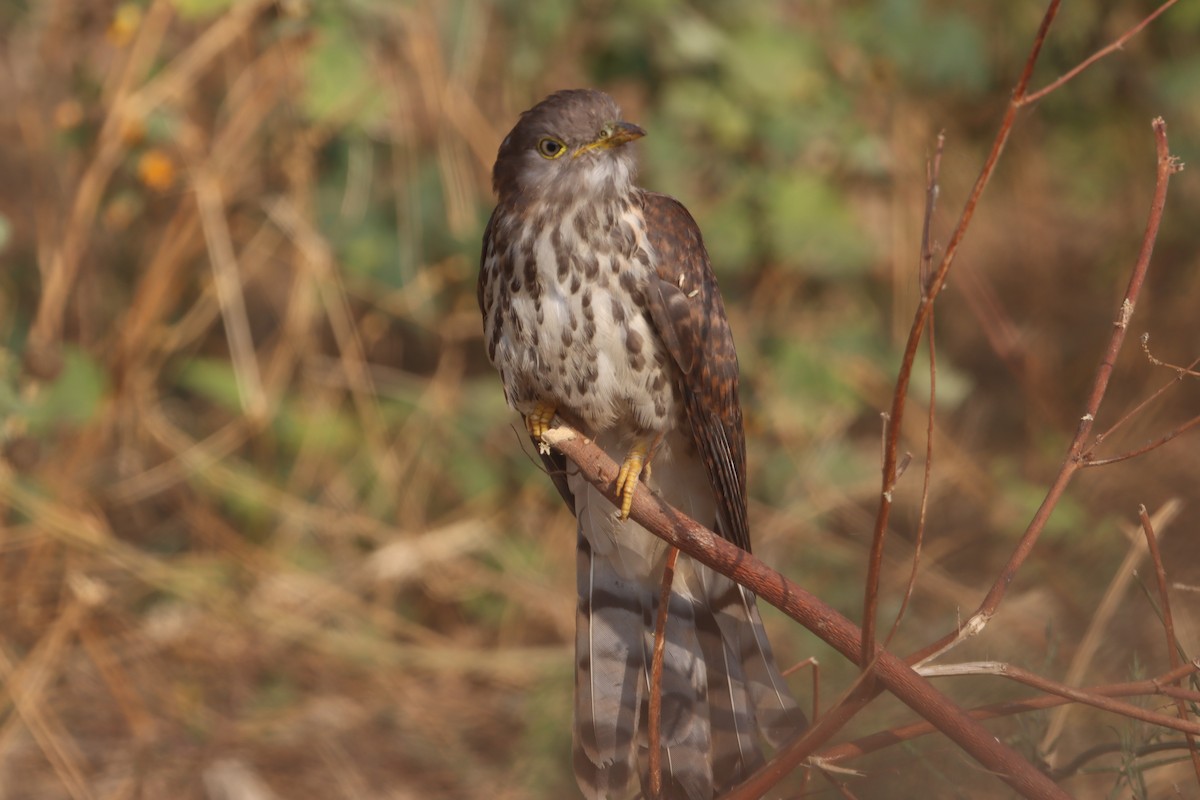 Common Hawk-Cuckoo - ML255426541