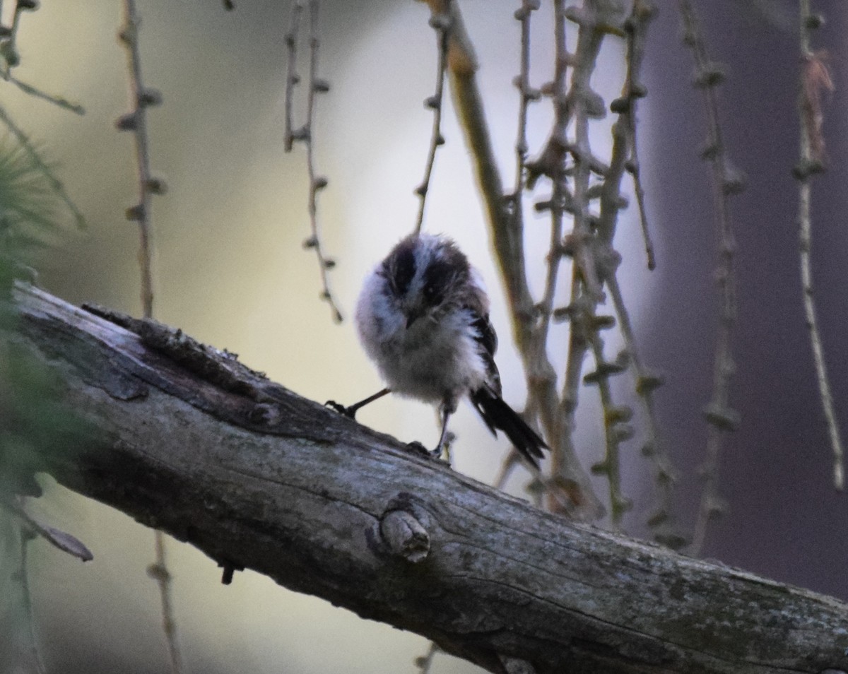 Long-tailed Tit (europaeus Group) - ML255427021