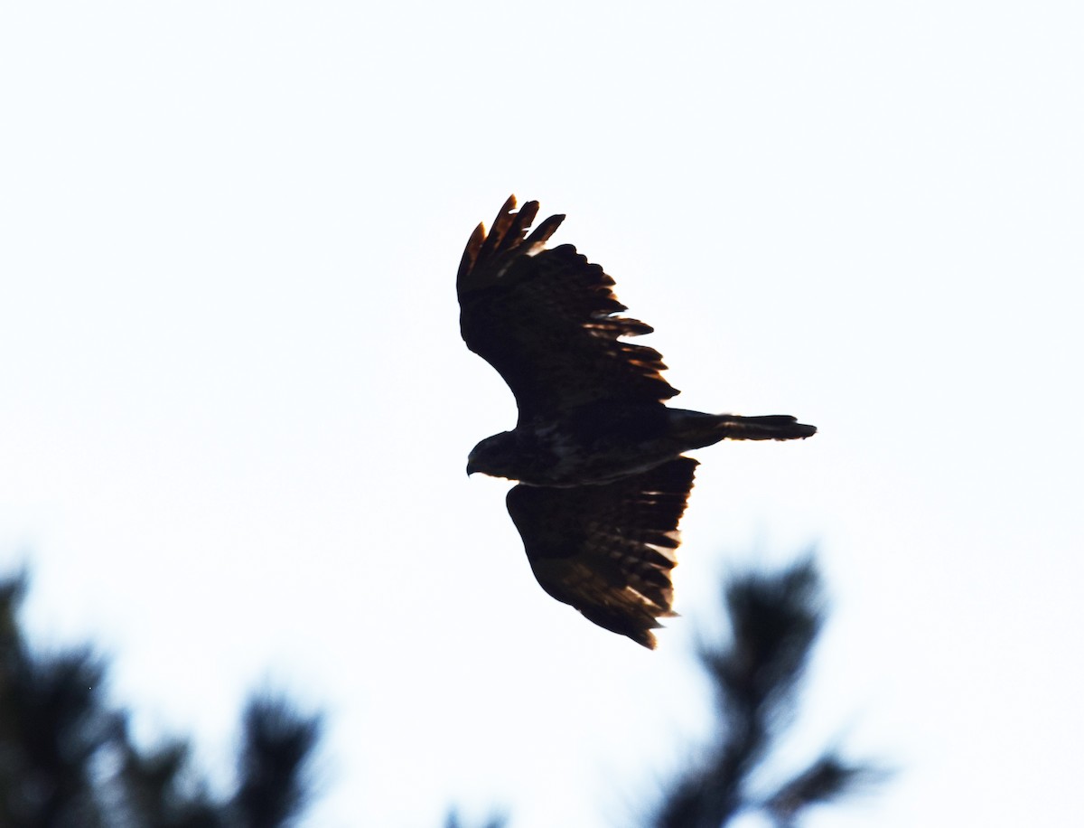 歐亞鵟(buteo) - ML255427031