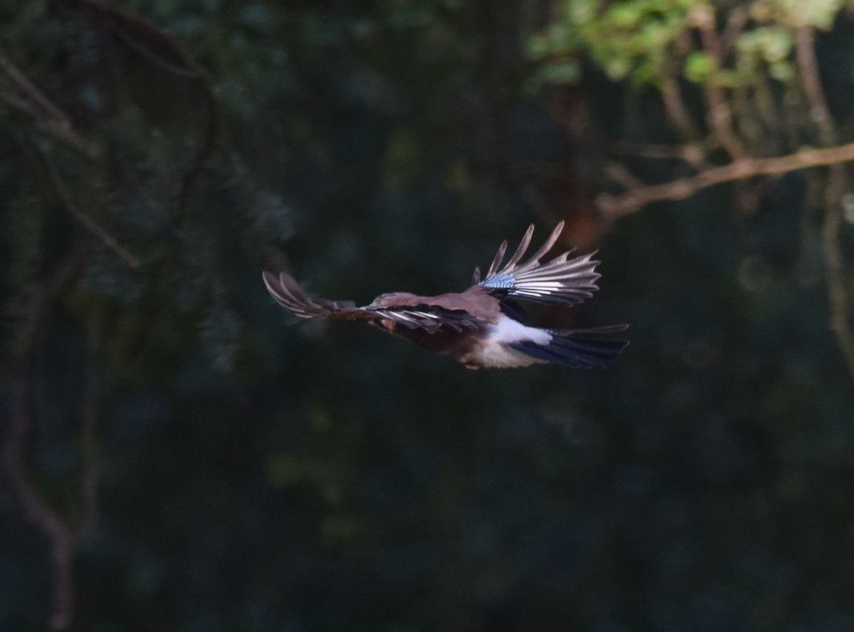 Eurasian Jay (Eurasian) - ML255427051