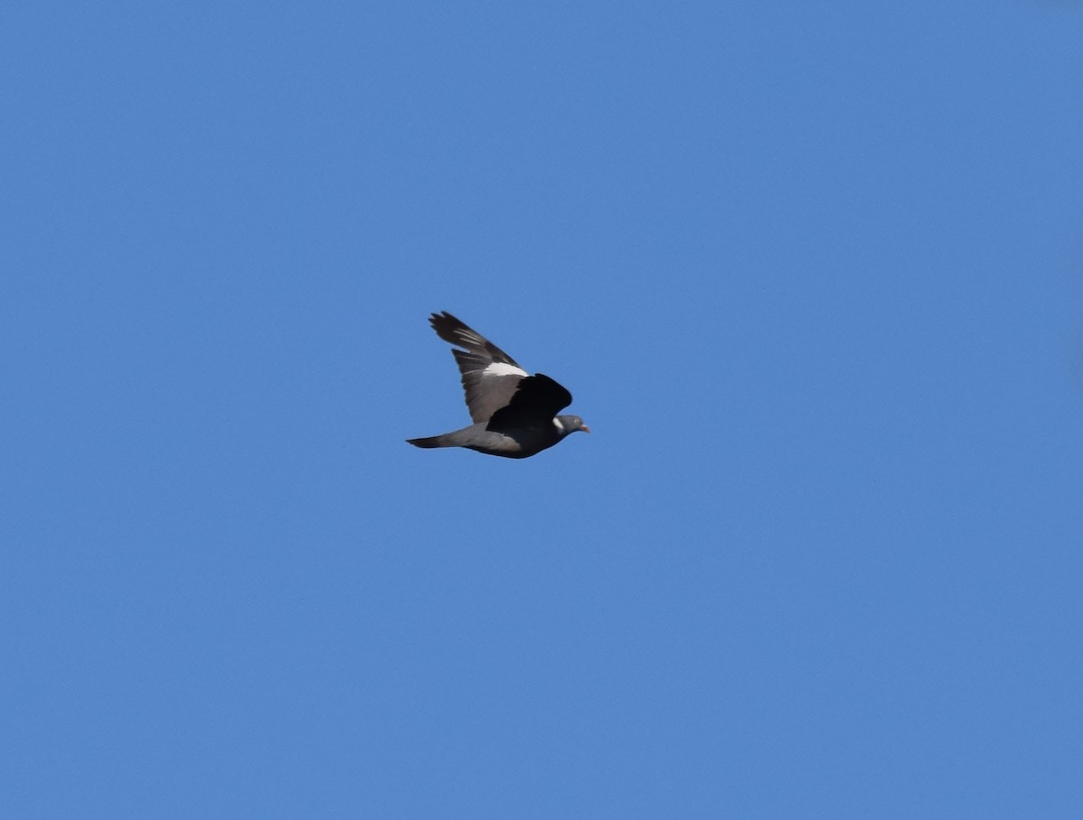 Common Wood-Pigeon (White-necked) - ML255427061