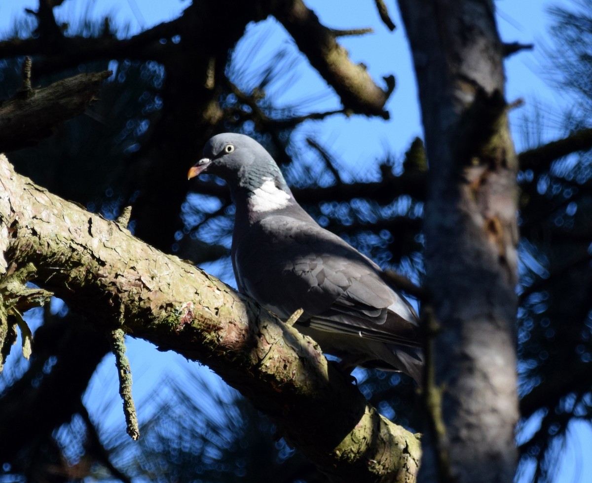 Common Wood-Pigeon (White-necked) - ML255427081