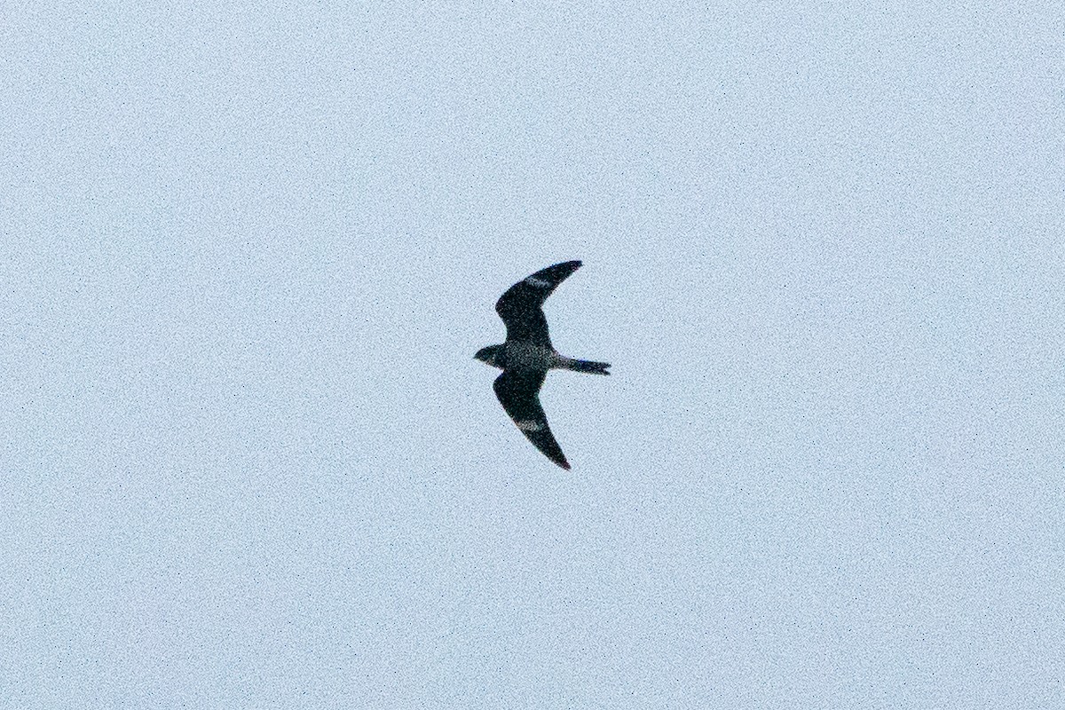 Common Nighthawk - ML255427301