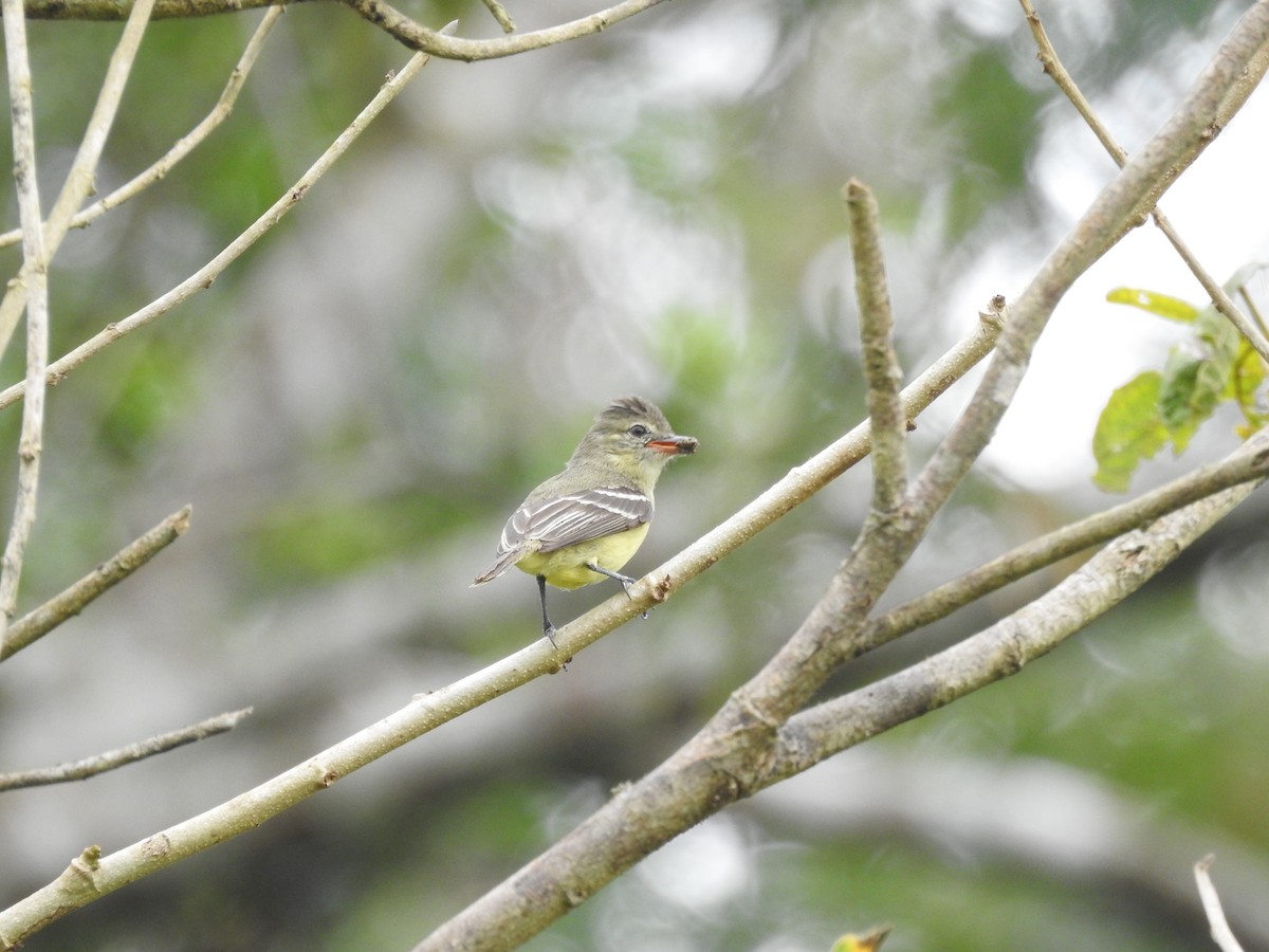 Southern Beardless-Tyrannulet - Marcelo Quipo