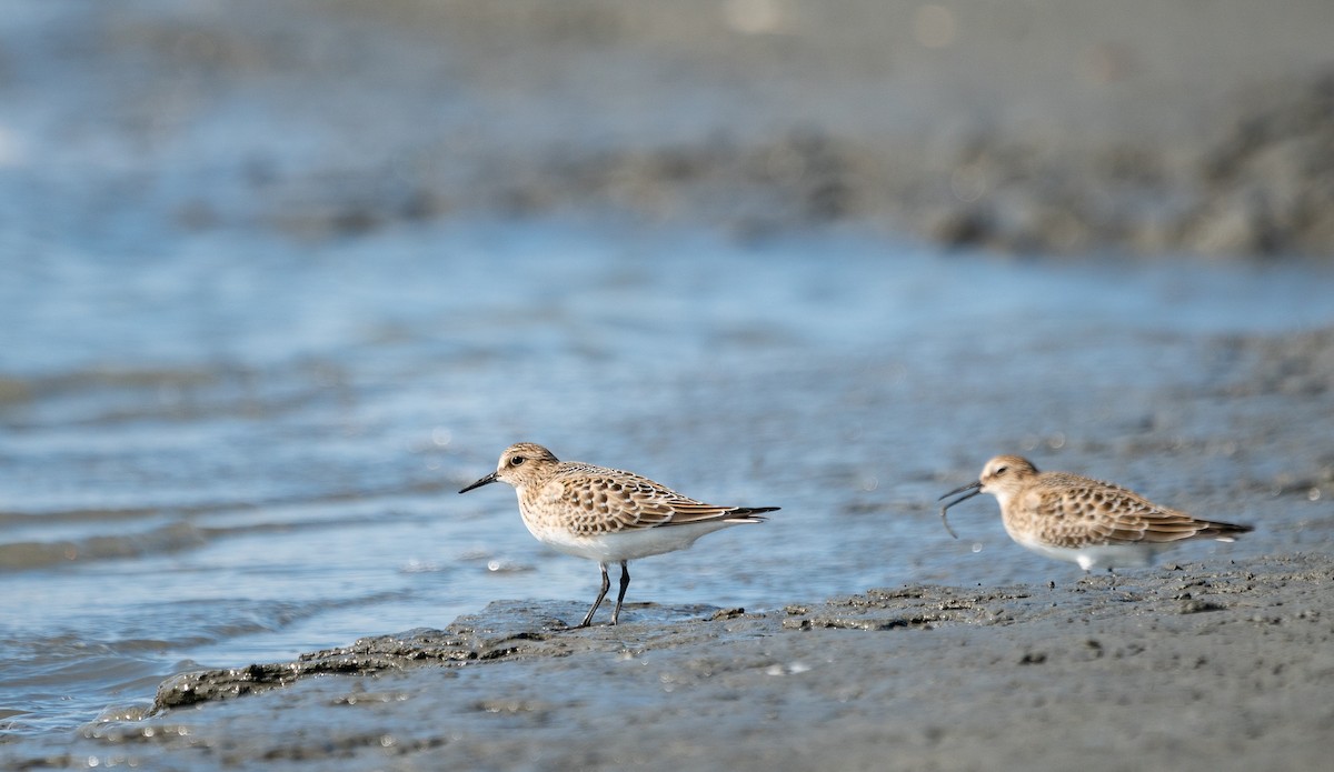 Baird's Sandpiper - ML255427701