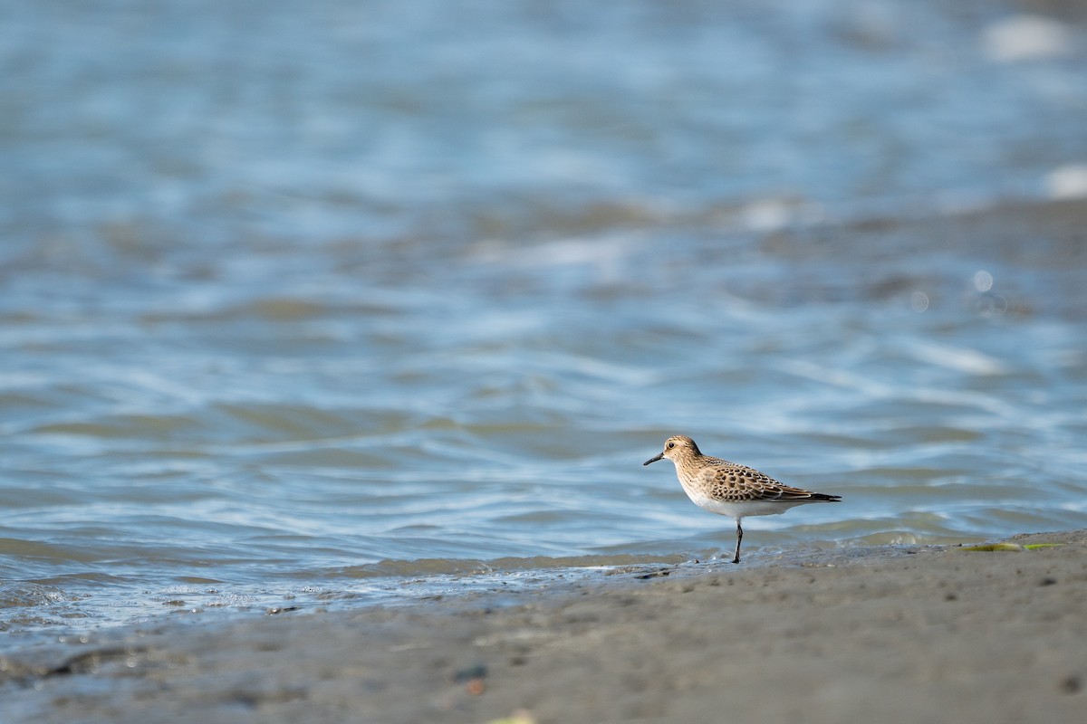 Baird's Sandpiper - ML255427711