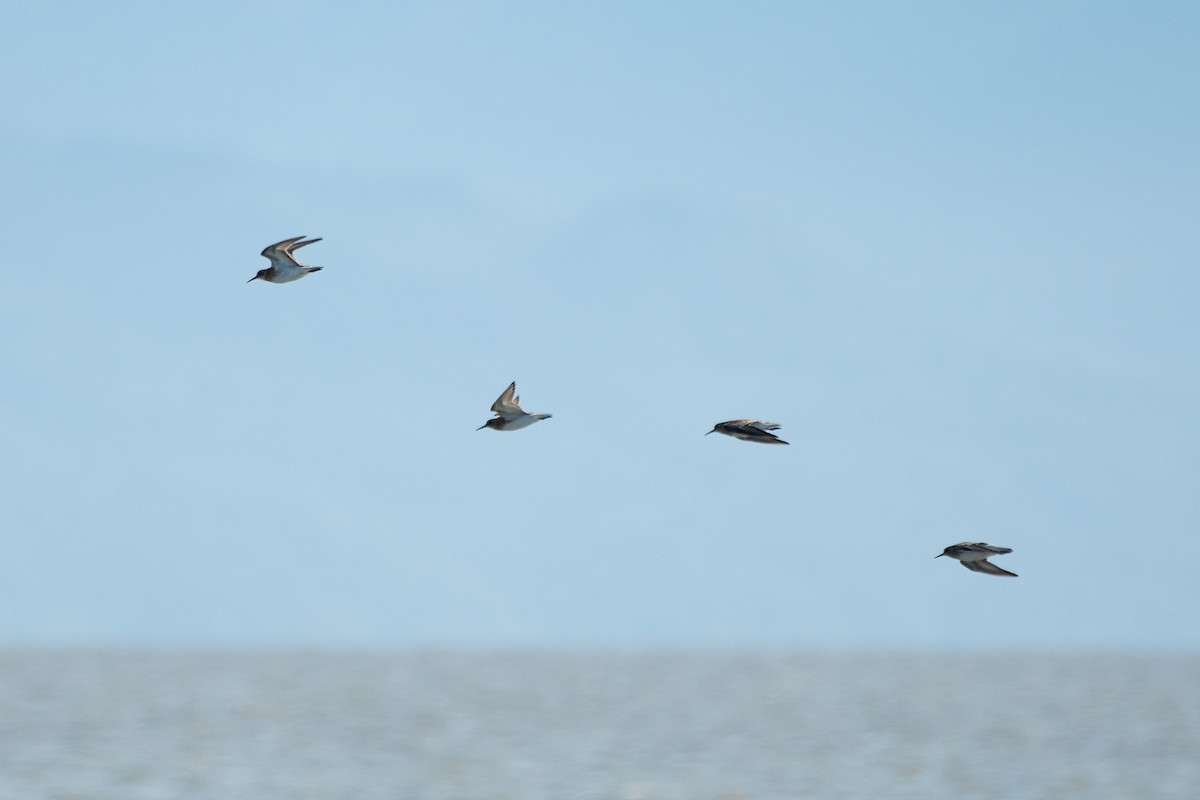 Baird's Sandpiper - ML255427781